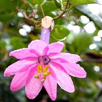 5 Banana Passionfruit Seeds   Passiflora mollissima   Edible Sweet Orange Pulp   Exotic Fruiting Vine   Free Plant Tag