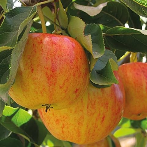 Thompson & Morgan Mini Apple Tree Cover