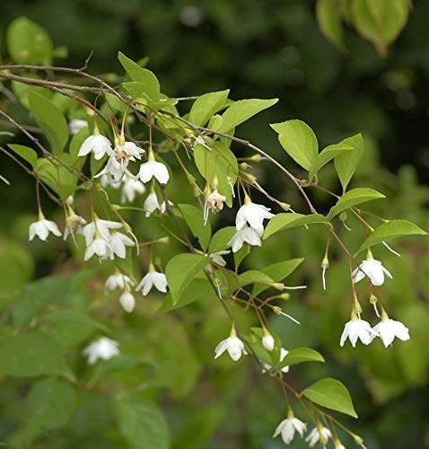 Preisvergleich Produktbild Schneeglöckchenstrauch 30-40cm - Styrax japonica - Gartenpflanze