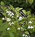 Produktbild Schneeglöckchenstrauch 30-40cm - Styrax japonica - Gartenpflanze