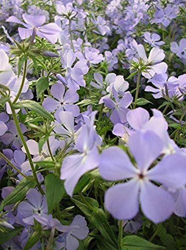 Nianyan WOODLAND PHLOX WILD BLUE Phlox divaricata FRAGRANT SPRING BLOOMS 50 SEEDS