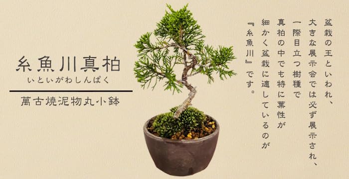 Amazon.co.jp: 遊恵盆栽 ミニ盆栽：糸魚川真柏（曲・5年生）* (萬古焼