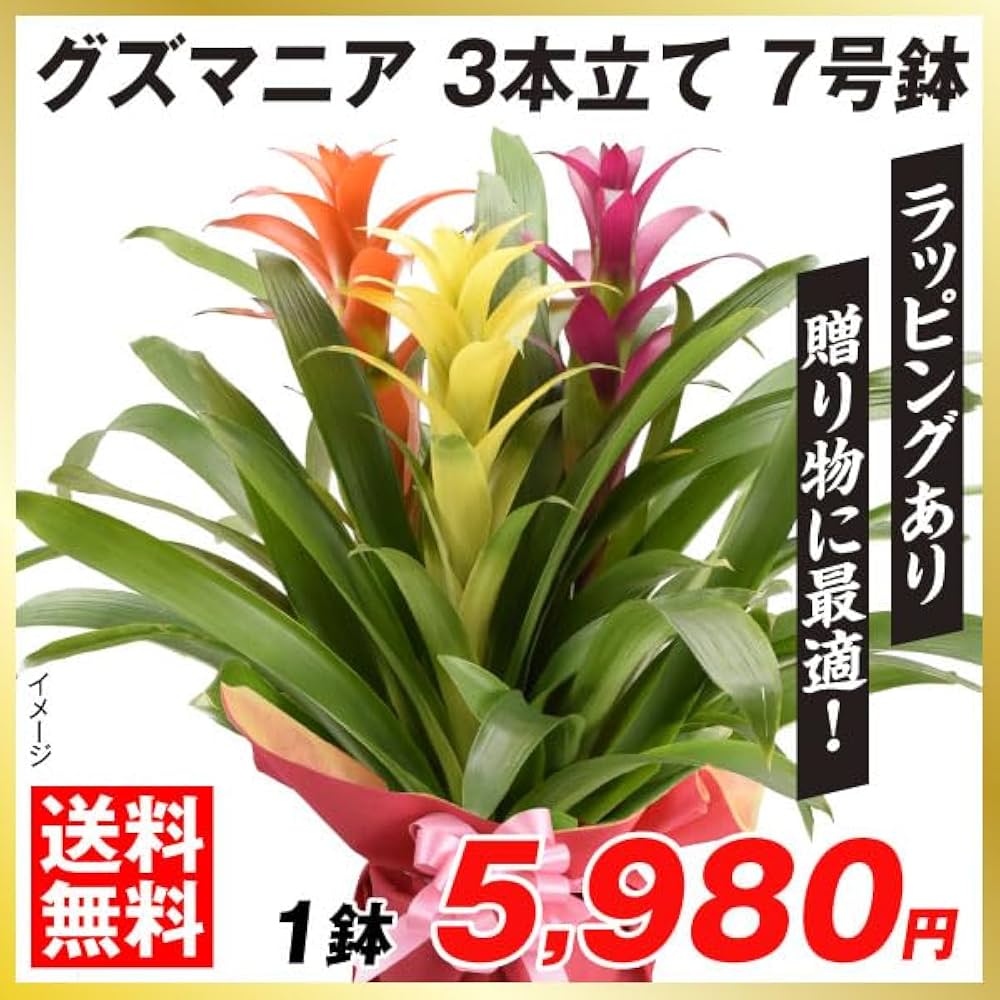 植物複数購入の方へ 数量限定 新品種 幹立ち センポニウム シエナ | PLANTS SHOP OLIVE