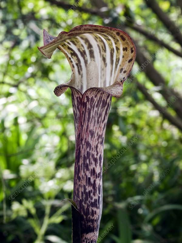 Snake Lily Flower Outdoor Gardening Flower bulbs (Pack of 3 Ariseama Nepenthoides Snake Lily) (B0BTX5G31J) Amazon Price History, Amazon Price Tracker