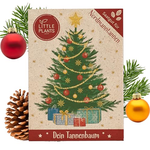 Little Plants Árbol de Navidad 2029, semillas de abeto nordmann, para plantar árbol de Navidad, semillas de abeto ideal como regalo, regalo de amigo invisible, árbol de Navidad para plantar tú mismo