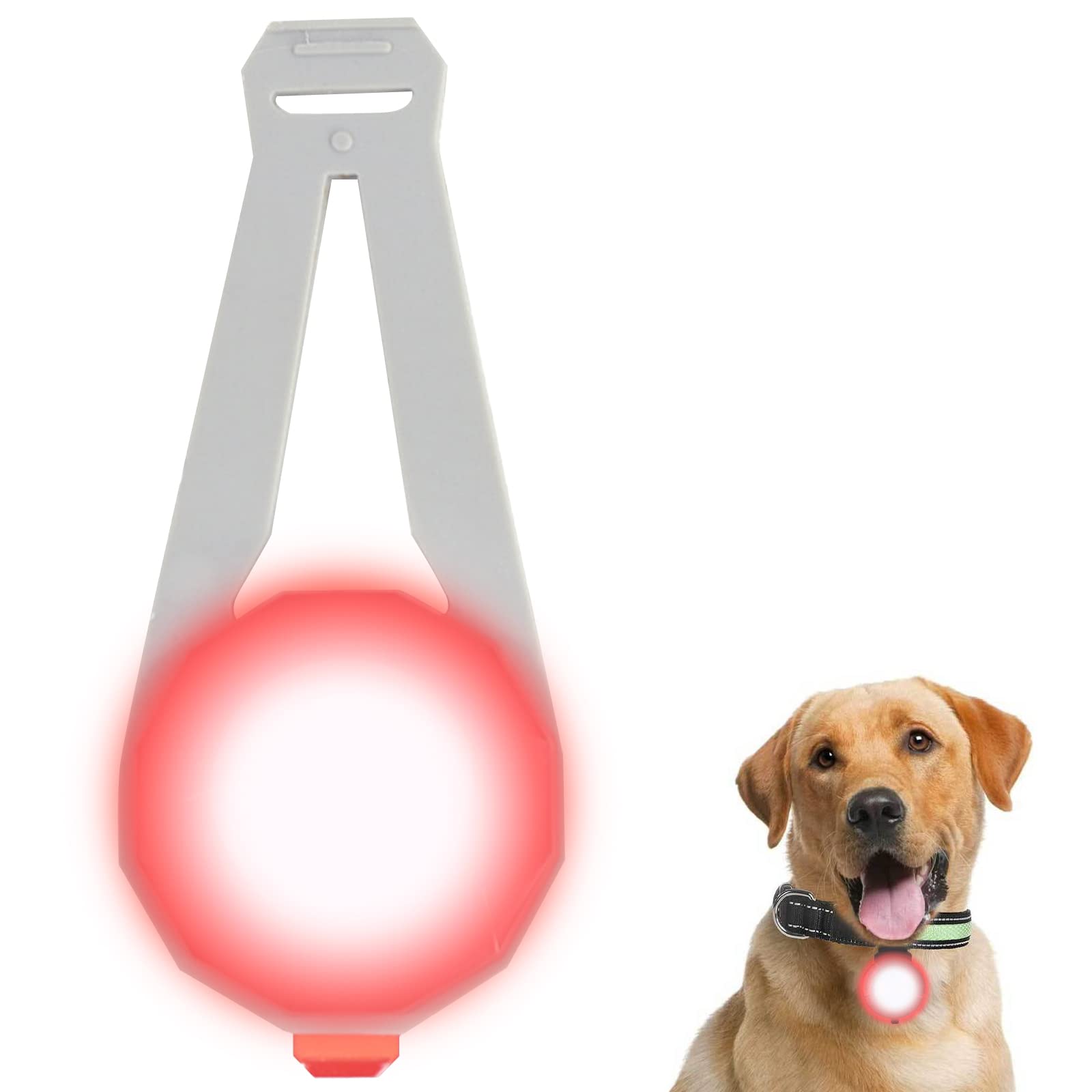 How Do You Find A Lost Dog At Night