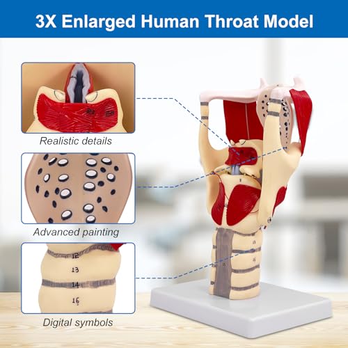 Image of JNMFTD 3X Larynx Function Anatomy Model, Enlarged Human Pharynx Model Throat Muscle Cartilage Glottis Laryngeal Prominence Movable with Labeled Number Product Manual Card for Medical Education Study