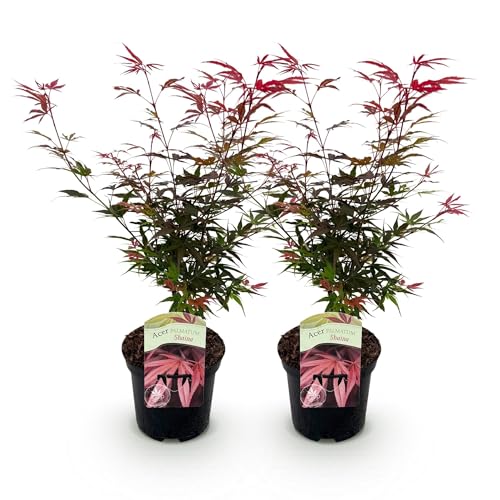 GreenboutiQ - Plante de terrasse - Érable japonais - Acer palmatum Shaina - Rouge - 2 Plantes - Feuillage caduc - Pot 19cm Hauteur 70cm