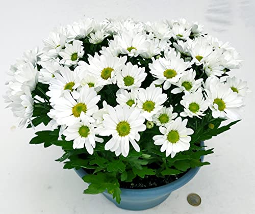 POWERS TO FLOWERS - CRISANTEMO BIANCO, CIOTOLA VASO 22CM, Pianta Vera