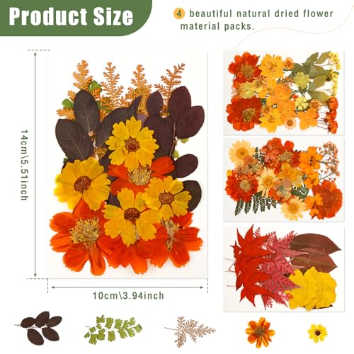 Flores secas prensadas de otoño para manualidades miniatura 2