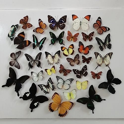 CEZUIC Natural Mosaic Brightly Colored Taxidermy Butterfly Taxidermy Artwork Material Decoration (20)