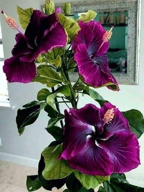 BeGrin Australian Purple Hibiscus Grafted Live Plant Rose Mallow Joba Flower Live Plant Chinese Hibiscus China Rose Shoeblack Plant Bloom in 1 month Code=0049 (B0D26C88GT) Amazon Price History, Amazon Price Tracker