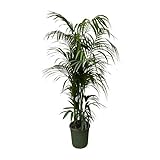 Palma Kentia - 230 cm - ø38