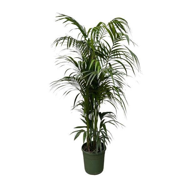Kentia-Palme - Howea forsteriana - Zimmerpflanze - 230cm - ⌀38cm