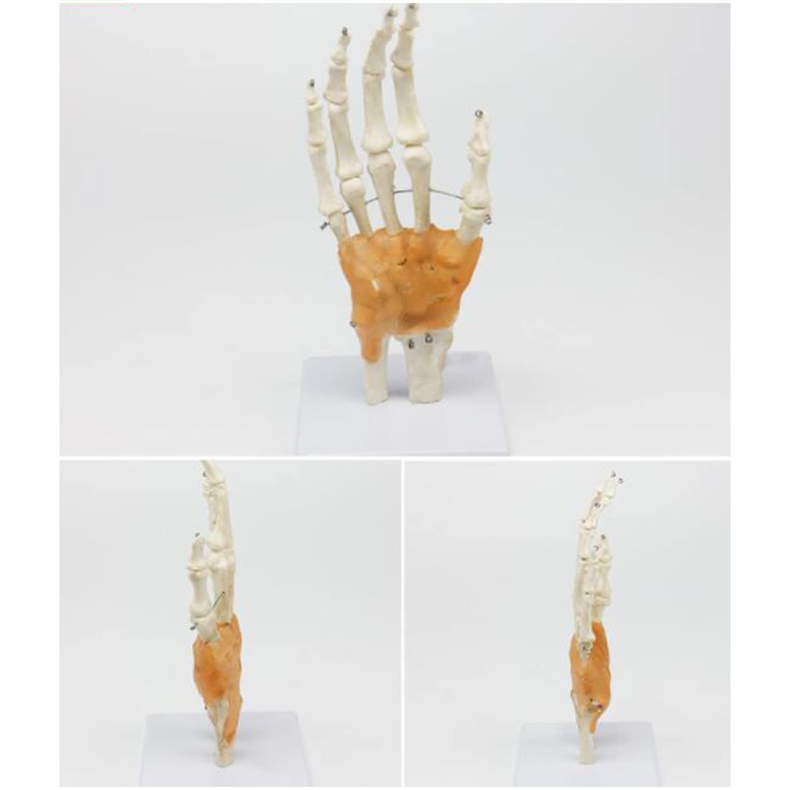 Modello anatomico a grandezza naturale con legamenti – modello di legamento dell'articolazione della mano umana – per insegnamento medico, forniture di laboratorio (B)