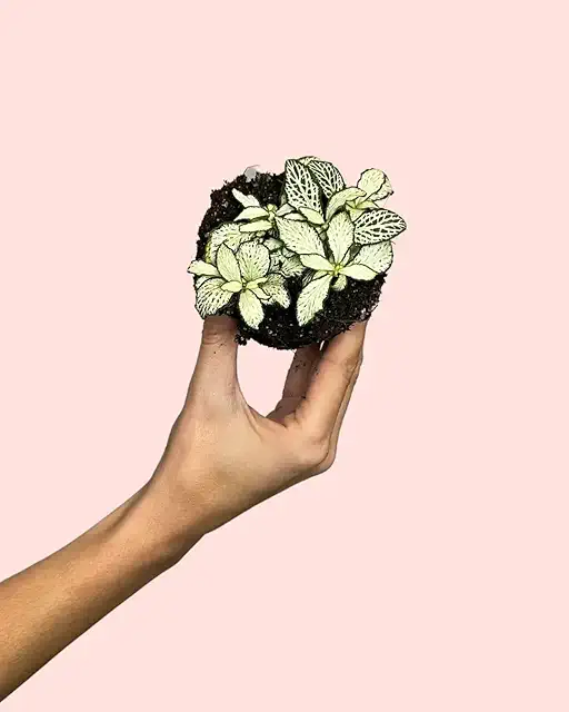 Fittonia Blanca Mini Planta Natural Terrario | Pur Plant