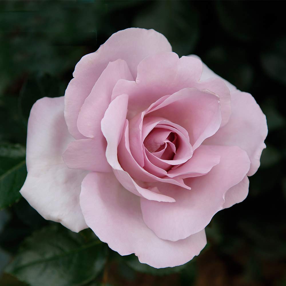 Heirloom Floribunda Roses, Le Petit Prince