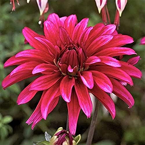 5 pezzi Dalia bulbes populaires magnifiques fleurs paysage decoration Bouquet de matériel nécessaire Spesso utilisé mise en page de Nze