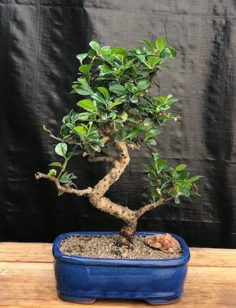 フィカス・ウンベラータ 8号 145cm S-shaped tree form フィカス ウンベラータ 8号146cm S-shaped tree form気根 - メルカリ