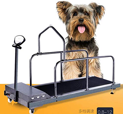 Training dog to use indoor treadmill