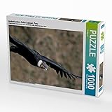 CALVENDO Puzzle Andenkondor, Colca Canyon, Peru 1000 Teile Puzzle quer | Lege-Größe cm Foto-Puzzle für glückliche Stunden
