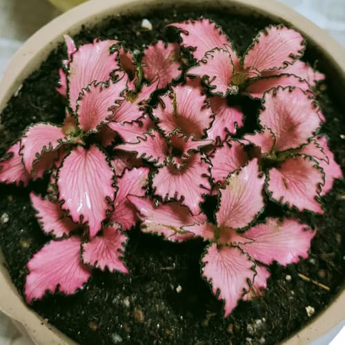 semillas de Fittonia - de interior purificadoras aire oficina decorativas resistentes en exteriores productos sostenibles verdes balcón interior fáciles 50pcs