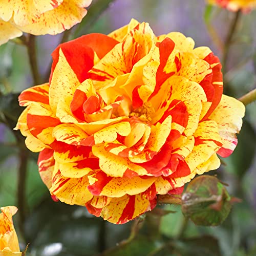 YouGarden Rose Oranges and Lemons Papagena Bare Root Plant