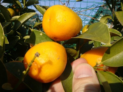 ぷちまる金柑　大苗木　(種無し金柑) 楽天市場】タネなし金柑 『 ぷちまる 』 15cmポット接木苗 （ プチマル