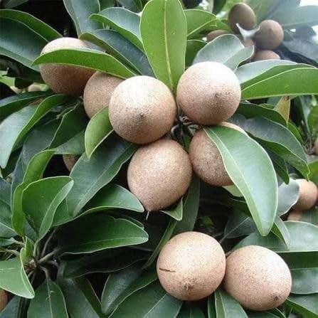 Image of PACK OF 1 LONG THAI CHIKU FRUIT PLANT OUTDOOR GARDEN LIVE ORGANIC GRAFTING HYBRID TREE