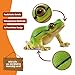 schleich WILD Life | Europäischer Laubfrosch 14882 | detailgetreue Tierfiguren | Zoo Spielzeug | tolles Geschenk für Jungen und Mädchen | Deko für Geburtstag | Spielfigur ab 3 Jahren | 4 x 5 x 3 cm