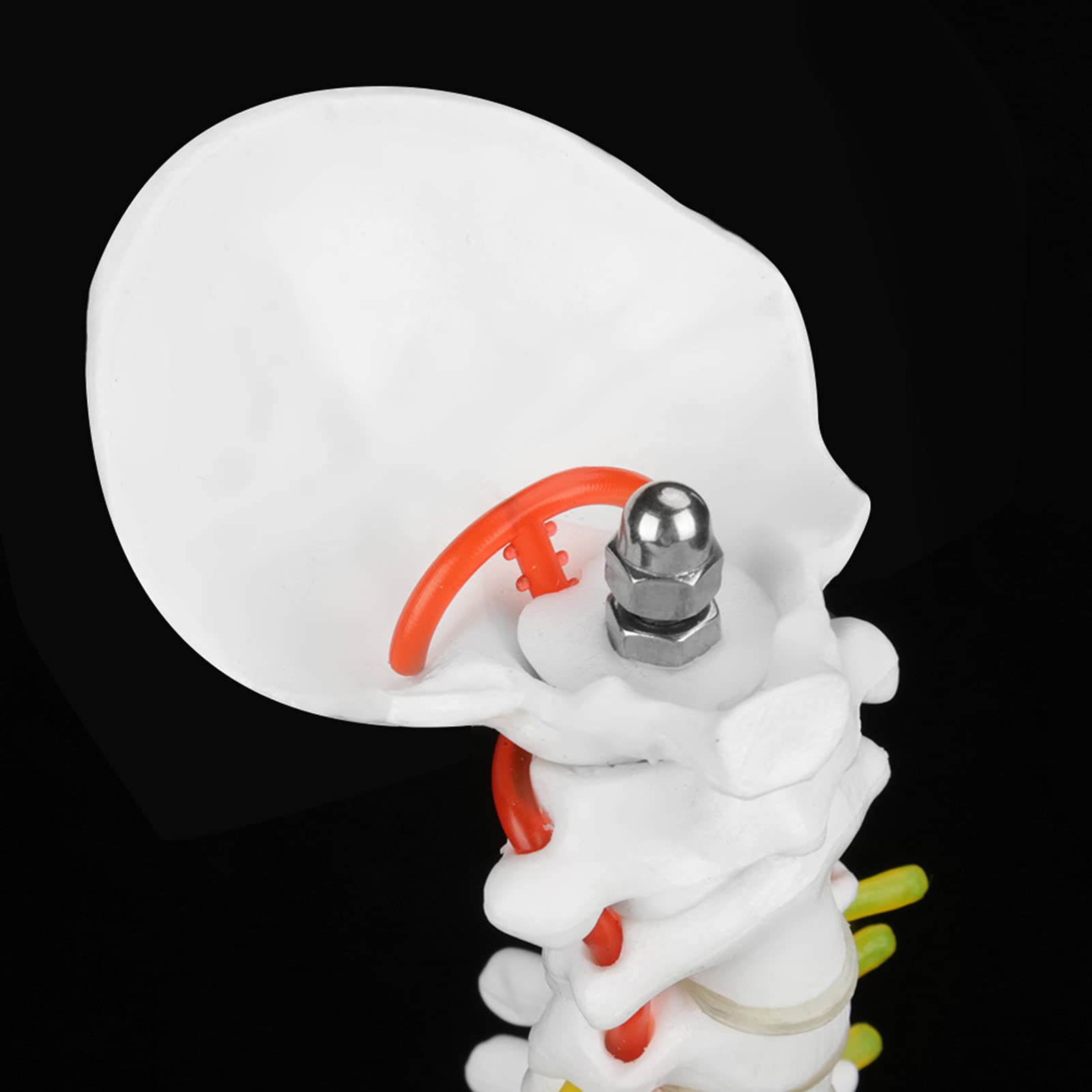 Anatomisches Wirbelsäulen-Modell, 38 cm, Lebensgroß mit Nerven und Becken, Lehrmaterial für Anatomie