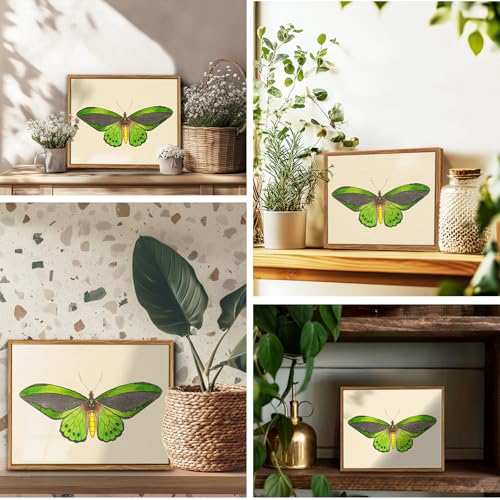 crmotu Vintage Framed Wall Art, Green Butterfly Canvas Art Prints, Nature Moth Rustic Farmhouse Kitchen Wall Decor, Country Cottage Wall Paintings for Bedroom Bathroom, Office Desktop Decor, 8x10inch