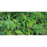 AWERT 48x24 inches Tropical Plants Terrarium...