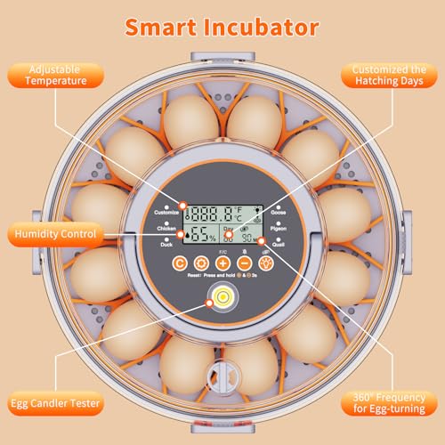 50% Off 12 Egg Incubator with Auto Turning & Humidity Control - Image 7