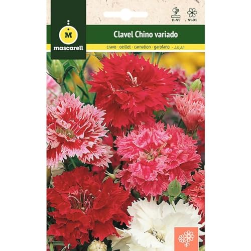 Mascarell Semillas, CLAVEL CHINO VARIADO, Semillas Flores Exterior para Decoración, 1 Gramos