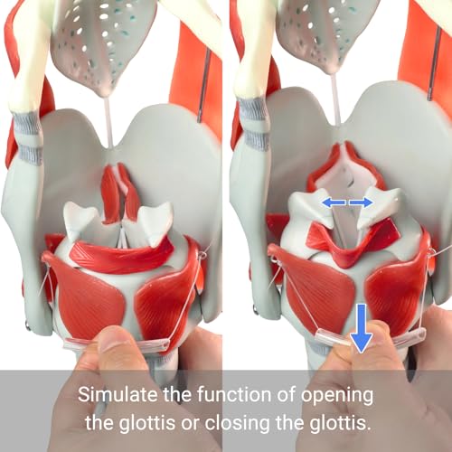 Image of 3X Laryngeal Function Model, Laryngeal Cartilage Model, Suitable for Medical Training, Patient Education