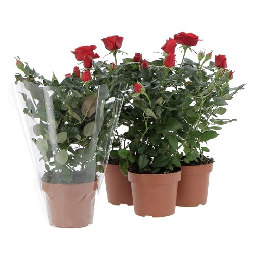 KENTIS - Kit 4 Piante di Rose Rosse - Piante Vere da Esterno Fiorite - Pianta da Balcone Giardino Terrazzo Ornamentali - Sempreverde - Vaso Ø 12 cm