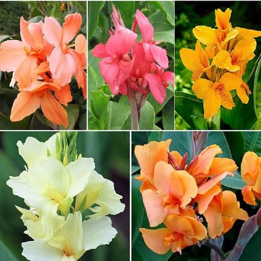 Canna Lily Mix Summer/Winter Gardening Flower Bulbs Pack Of 5 Bulbs By Andhagnai Greens (B0CW67Y72W) Amazon Price History, Amazon Price Tracker