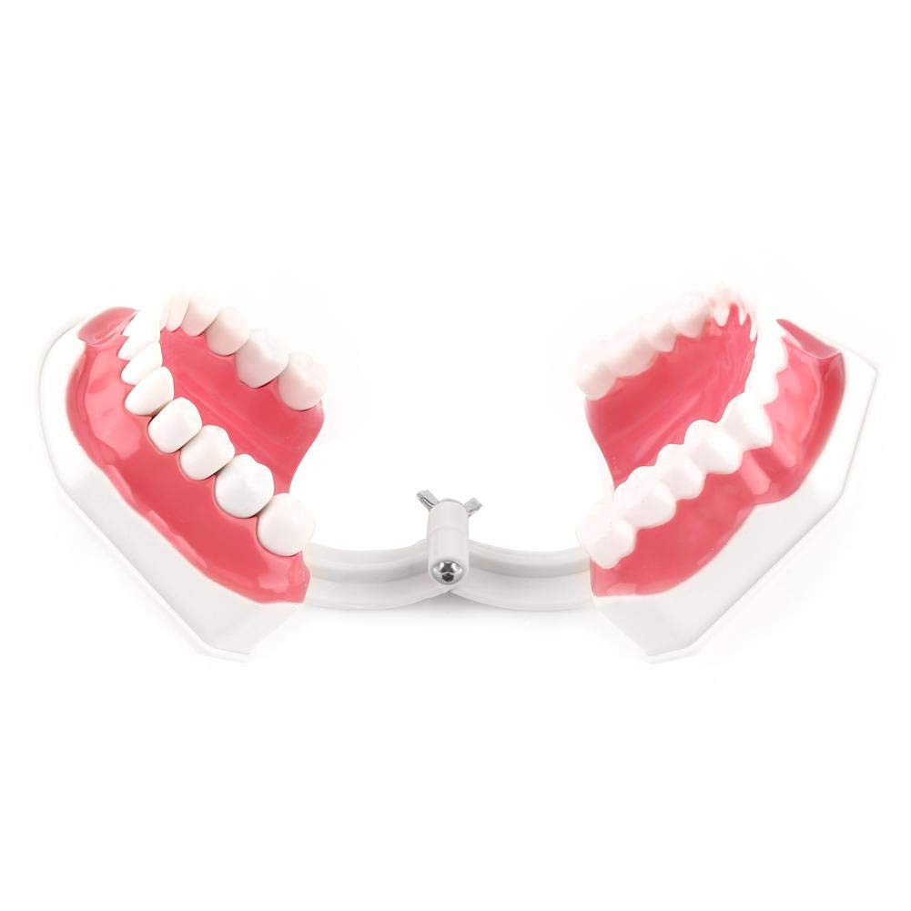 Akozon 1pc Modèle Dentaire 28 Dents Enseignement Dents Brossage Etude Démonstration Dentiste Outil