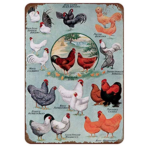 haotong11 Gallinero Shabby Metal Cartel de Chapa Granja Huevos Frescos Placa de Metal Placa del Club Pintor de Hierro Etiqueta de la Pared usada Retro Bar 20x30cm