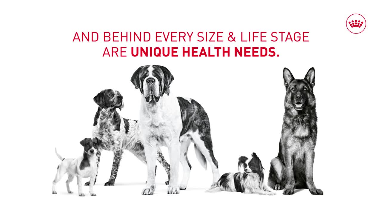 Amazon.com: Royal Canin Size Health Nutrition X-Small Aging 12+