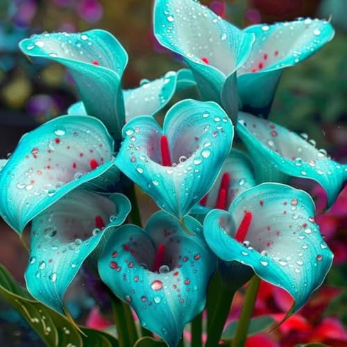 Calla Lily Bulbs Mix for Planting Now UK/Greening Flower/Good for Containers/Strong Plants That Grow Well/Natural Organic/Cut Flowers/Wedding Flowers.-2bulbs-G