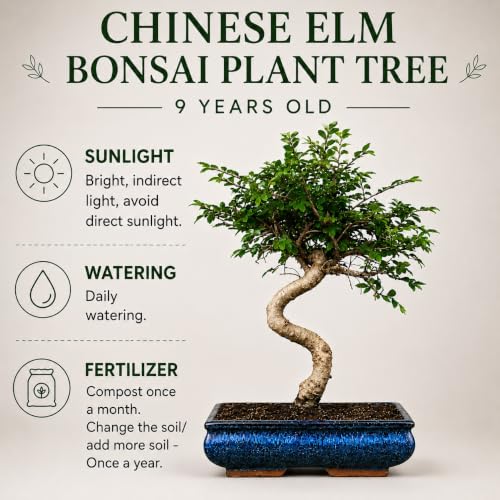 Image of Abana Homes Chinese Elm Bonsai Live Plant - 9-Year-Old Mature Indoor Bonsai Tree in Ceramic Pot, 40 cm | Fine-Leaf Semi-Evergreen Bonsai for Home & Office Decor | Low-Maintenance Plant Gift