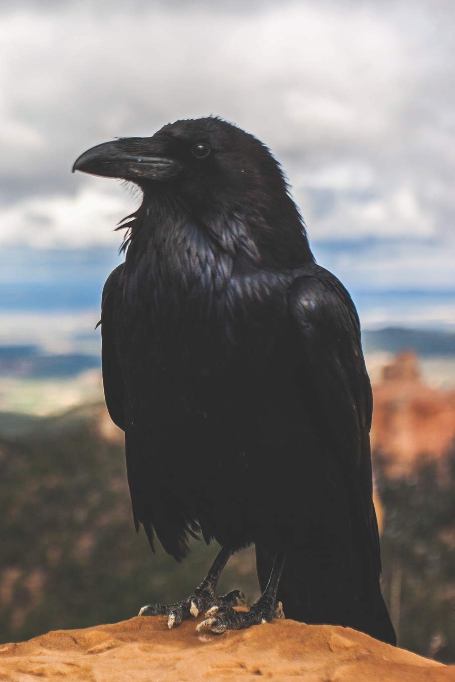 Call of the Crow Journal: A Daily Diary for Pagans