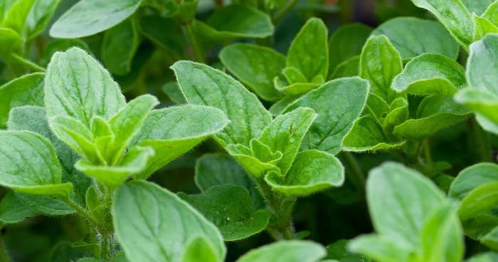 Italian Oregano 300 - 128,000 Seeds Origanum Vulgare Bulk Wholesale Pizza Spice Herb (128000)