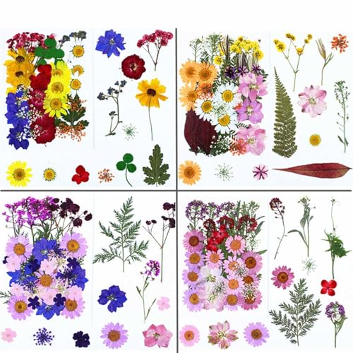 Set de flores secas prensadas para manualidades