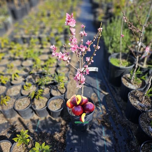 Dwarf Double Delight Nectarine Tree, Grafted Fruit Tree for Patio, 3-4 Feet Tall, Potted
