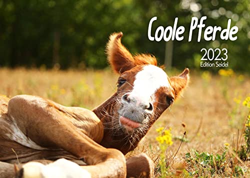 Edition Seidel Coole Pferde Premium Kalender 2023 DIN A3 Wandkalender Tiere Pferde Fohlen Pferdekalender lustige Sprüche Motivation Cover
