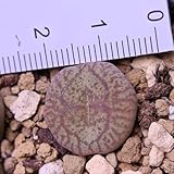 コノフィツム マウガニー×ウィッテベルゲンセ 実生⑤