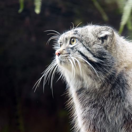Lo sguardo del gatto di Pallas e la Community
